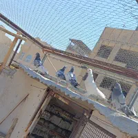 کفتر گرفتنی|پرنده|قم, خاکفرج|دیوار