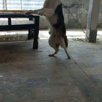 واگذاری سگ نگهبان و گله