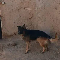 سگ ژرمن اصیل