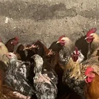 مرغ و خروس