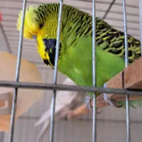 یک جفت مرغ عشق انگلیسی