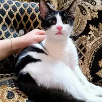 واگذاری  بچه گربه تاکسیدو باهوش