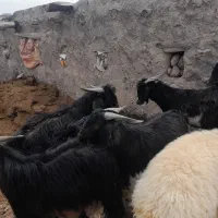 کهره.نر|حیوانات مزرعه|داراب, |دیوار