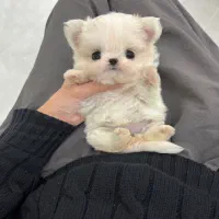 مالتیز کراس،پودل کراس