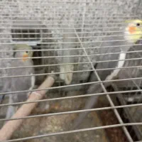 برنده|پرنده|فسا, |دیوار