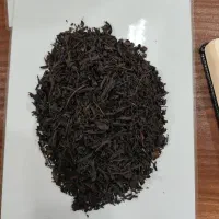 چایی قلم لاهیجان