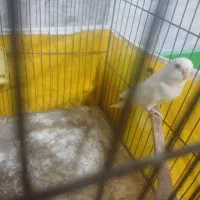 پرنده  جفت مرغ عشق