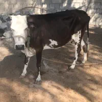 گاو فروشی شهر بندزرک|حیوانات مزرعه|بند زرک, |دیوار