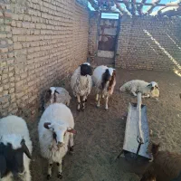 بره نر