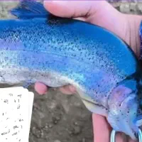 سرکتاب رایگان تک نیت