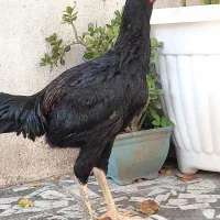 خروس لاری ۷ ماهه|حیوانات مزرعه|بابل, |دیوار