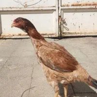 مرغ لاری|حیوانات مزرعه|اهواز, شهرک دانشگاه|دیوار