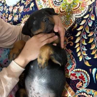 ارائه توله روتوایلر شناسنامه دار