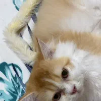 بریتیش ۴ماهه