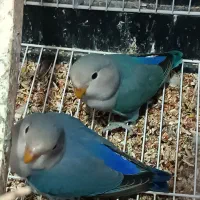 برزیل|پرنده|سرپل ذهاب, |دیوار