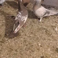 سینه|حراج|شیراز, شهرک مهدیه|دیوار