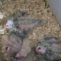 جوجه سرلاکی عروس هلندی|پرنده|بندر ماهشهر, |دیوار