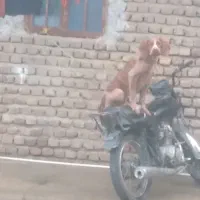 سگ دنبلانی شکاری