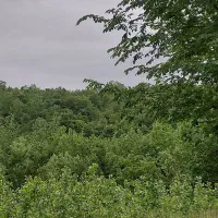 زمین-باغی-روستای-کچا