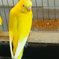 مرغ عشق تک رنگ|پرنده|قم, اسمعیل آباد|دیوار