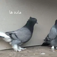 کبوتر پرشی|پرنده|نقده, |دیوار