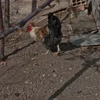 تعدادی خروس خاص و تک|حیوانات مزرعه|زنجان, |دیوار