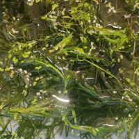 گیاه روی آبی و معلق در آکواریوم