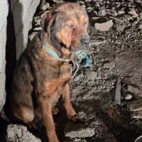 واگذاری سگ میکس روتوایلروکانگال