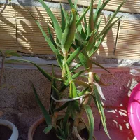 گل طبیعی|گل و گیاه طبیعی|تبریز, |دیوار