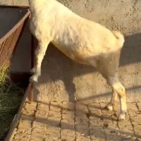 بز بوئر و عمانی|حیوانات مزرعه|کرج, گلشهر|دیوار