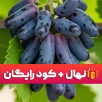 نهال‌های پربار با هدیه و کود رایگان، بهترین فرصت