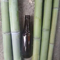 بامبو خارجی|گل و گیاه طبیعی|رشت, حومه رشت|دیوار