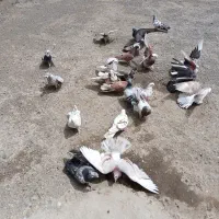 کبوتر کفتر پرشی