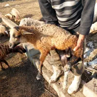 بره گوسفند نر و ماده|حیوانات مزرعه|رودسر, |دیوار