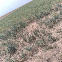 فروش ۴حبه زمین کشاورزی|فروش دفتر صنعتی، کشاورزی، تجاری|نگار, |دیوار