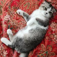 بچه گربه اسکاتیش فولد