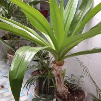 گل و گلدان|گل و گیاه طبیعی|لنجان, |دیوار