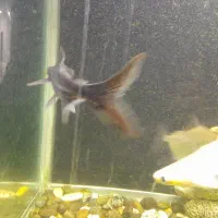 ماهی آکواریومی درشت|ماهی|بجنورد, |دیوار