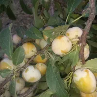 فروش آلو بخارا  درشت و سالم بدون کرم خوردگی