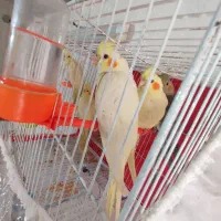 عروس‌هلندی‌لوتینو‌چشم‌شرابی