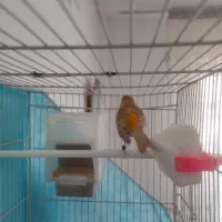 قناری اوپال سرخ نر|پرنده|مشهد, امیریه|دیوار