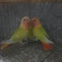 طوطی برزیلی جوجه