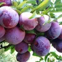 نهال الو شابلون آنجلینا و قطره طلا