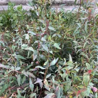 نهال اکالیپتوس|خدمات باغبانی و درختکاری|گرگان, |دیوار