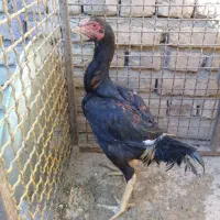 لاری نسل ظمانتی قابل استعلام|حیوانات مزرعه|چالدران, |دیوار