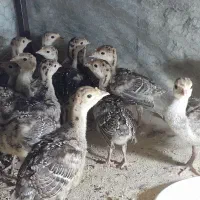 فروش جوجه بوقلمون برنز و محلی واکسن خورده|حیوانات مزرعه|آمل, |دیوار