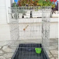 قفس عروس هلندی