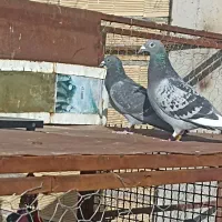 کبوتر پلاکی مسافتی