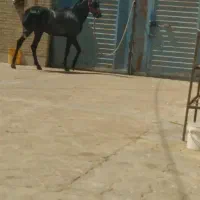 اسب نریون سه ساله