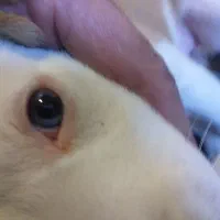 توله هاسکی واگذار میشود وپشمالو شیدزو فلت|سگ|اهواز, طالقانی|دیوار